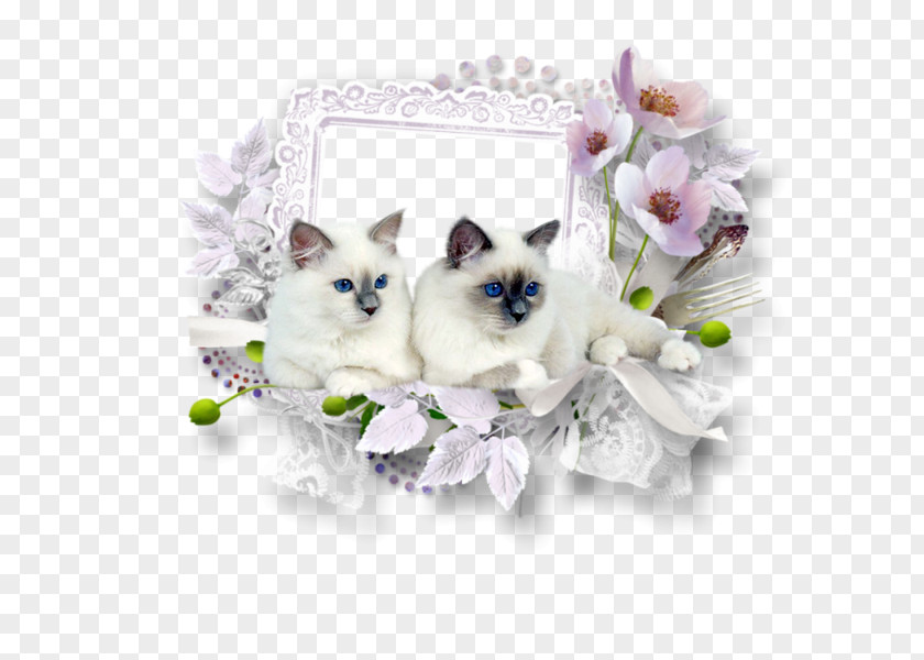 Dieren Picture Frames PNG