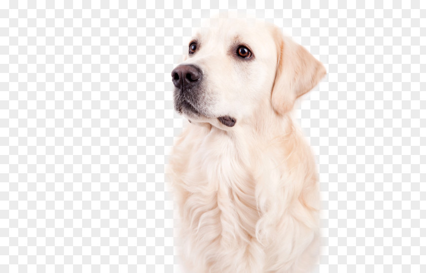 Dog Family Golden Retriever Labrador Puppy Breed Companion PNG