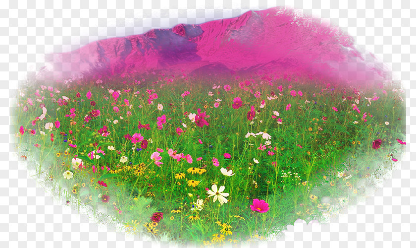Flower Desktop Wallpaper PNG