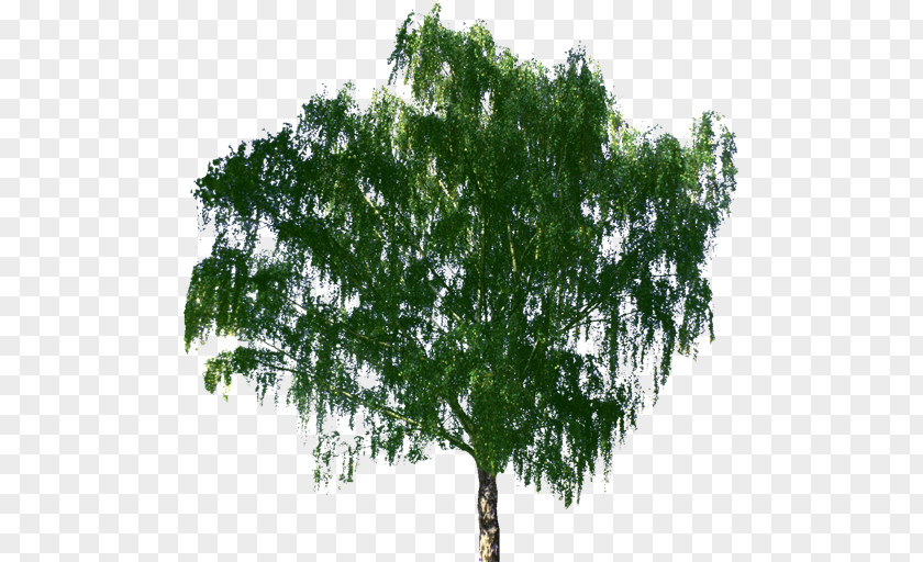 Tree Bonsai Zelkova Serrata Birch PNG