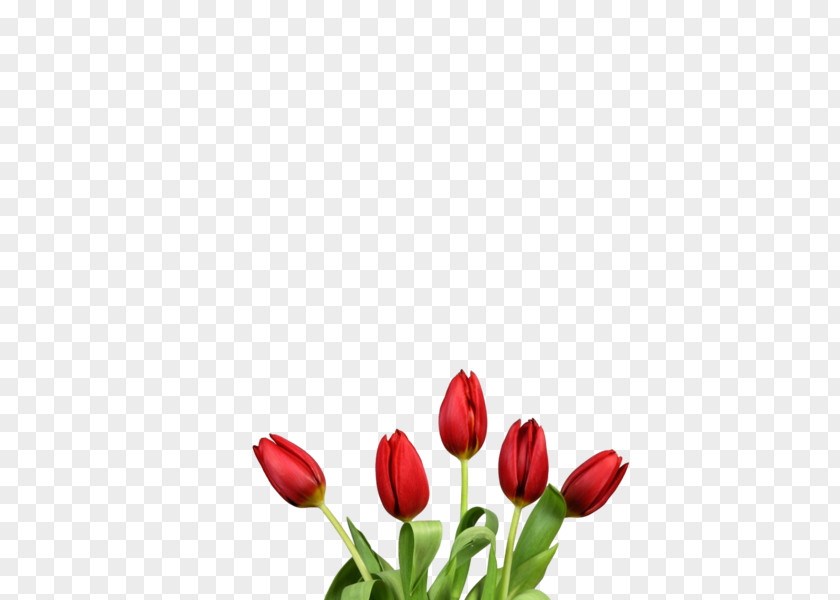 Tulip Flower Bouquet Red Clip Art PNG