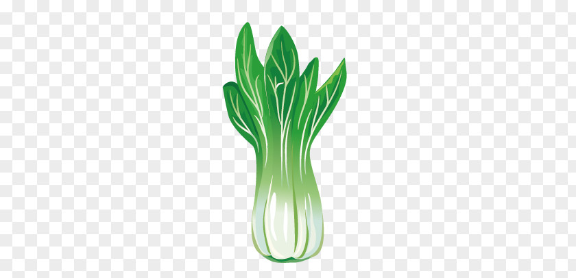 Vegetables Leaf Vegetable Canola PNG