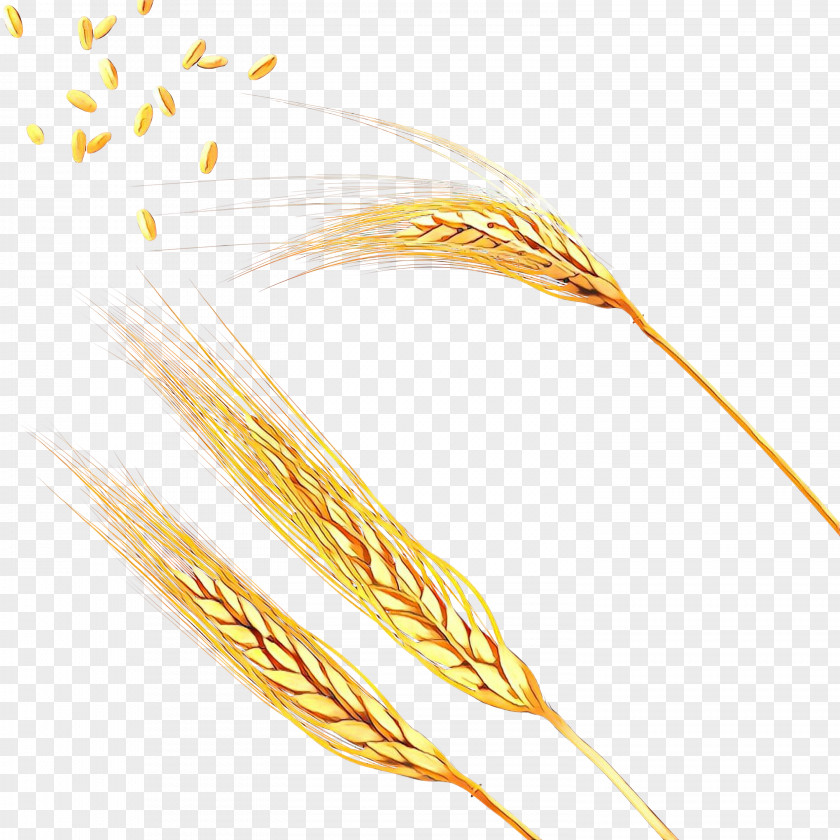Ear Spikelet Grain Emmer PNG