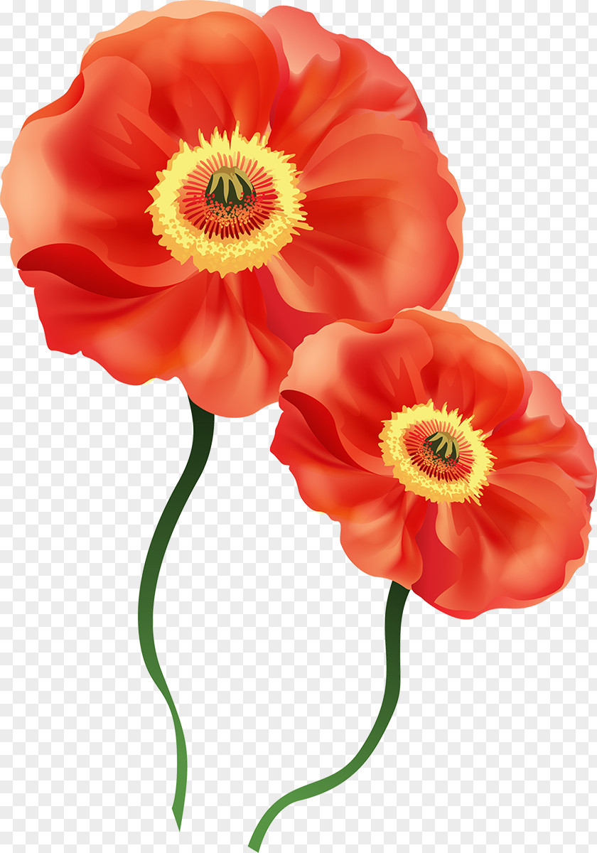 Flower Common Poppy Clip Art PNG