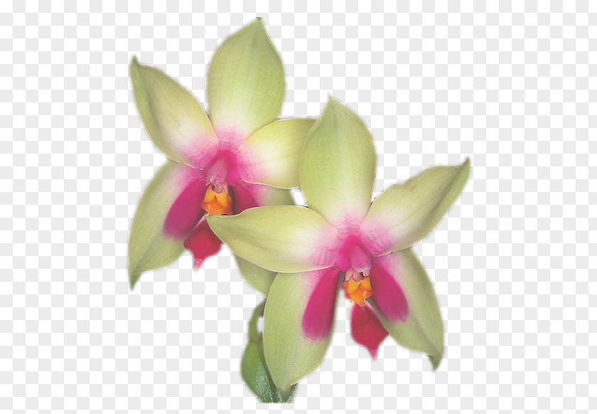 Orchid Decoration Animation Blog Spathoglottis Desktop Wallpaper Moth Orchids PNG