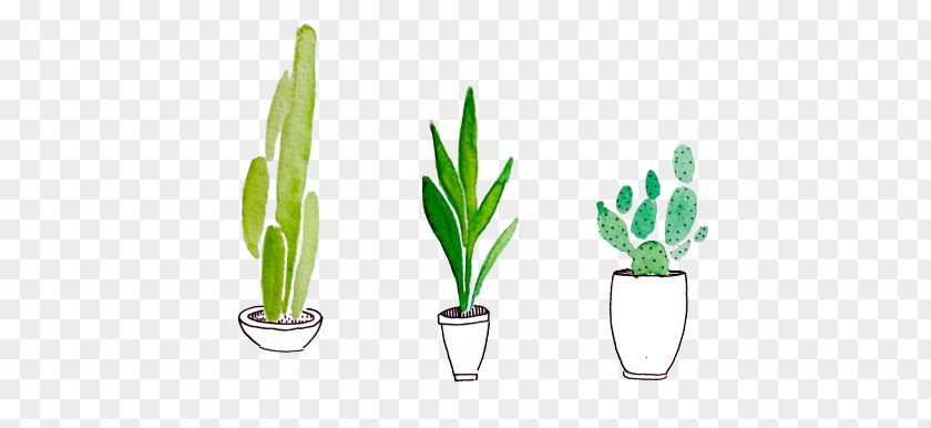 Painting Watercolor Drawing Cactaceae Succulent Plant PNG