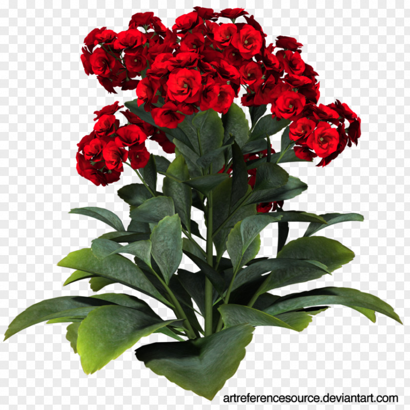 Red Flower Cut Flowers Garden Roses PNG