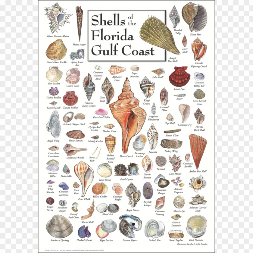 Seashell Gulf Of Mexico Sanibel Shore Coast PNG