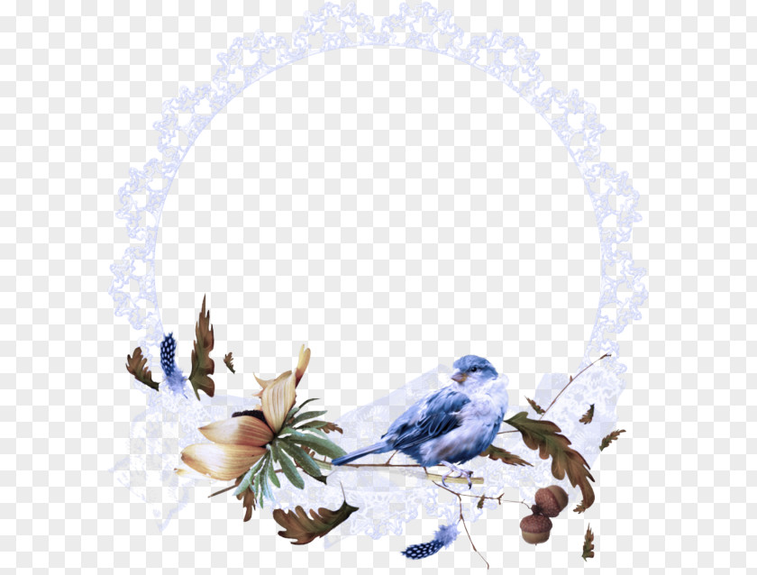 Bluebird Songbird Plant Perching Bird PNG