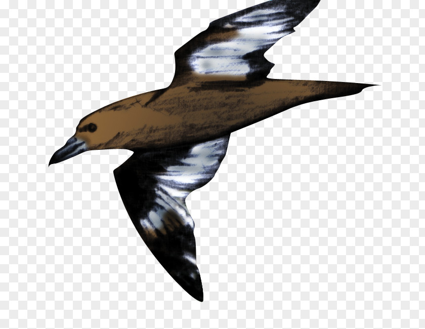 Eagle Seabird Wader Water Bird PNG