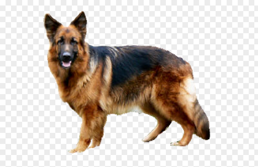 File Formats Old German Shepherd Dog King Shiloh Tervuren PNG