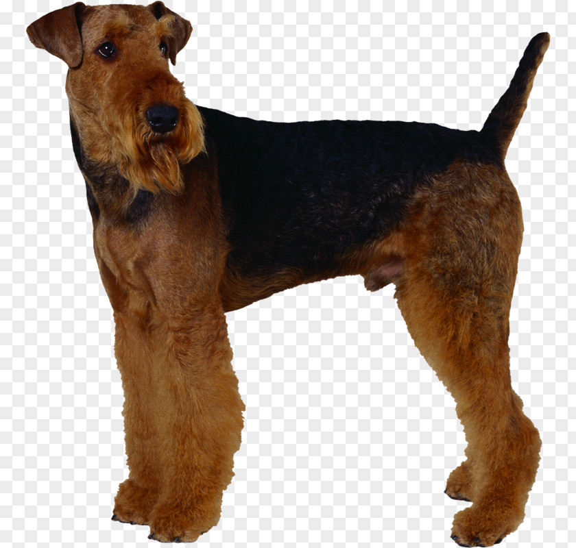 MASCOTAS Airedale Terrier Welsh Lakeland Irish Dog Breed PNG