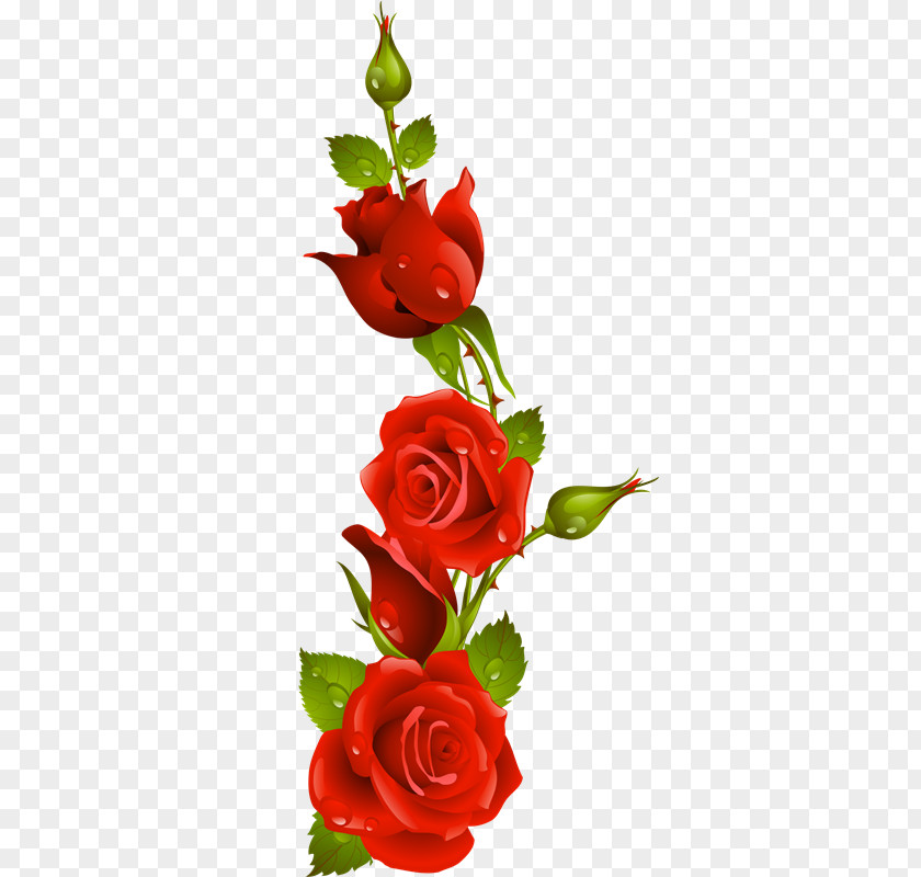 Rose Garden Roses Drawing Flower PNG