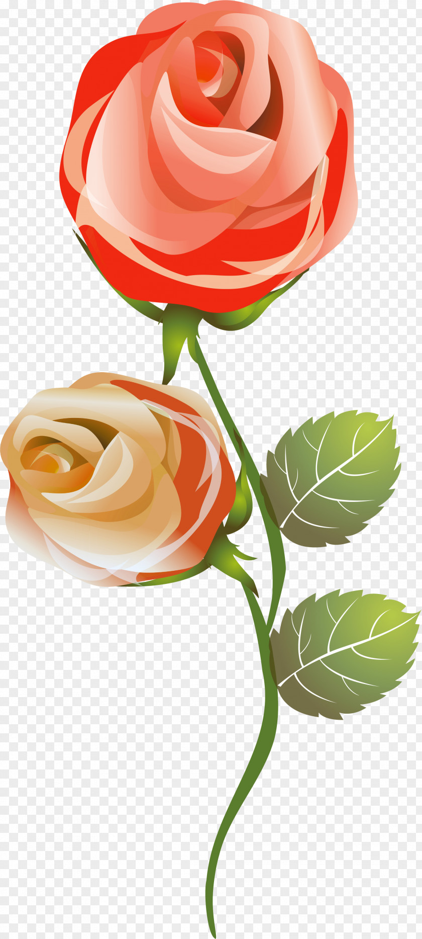 Rose Garden Roses Love Cut Flowers PNG