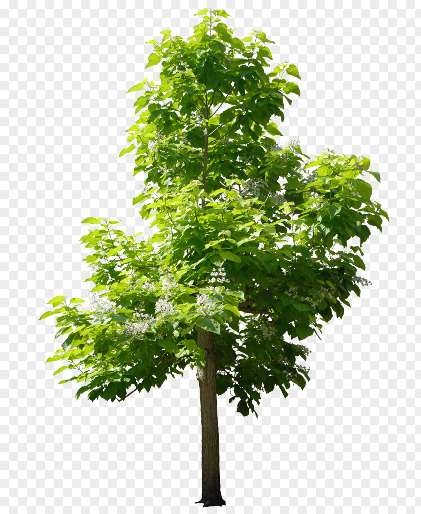 Tree Trees For Small Gardens Sweetgum Nursery PNG