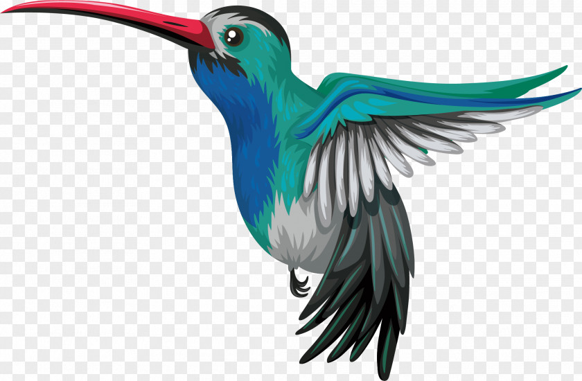 Vector Lovely Blue Parrot Hummingbird Drawing Illustration PNG
