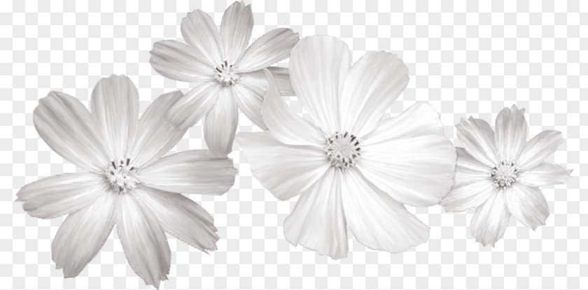 White Flowers Flower Clip Art PNG