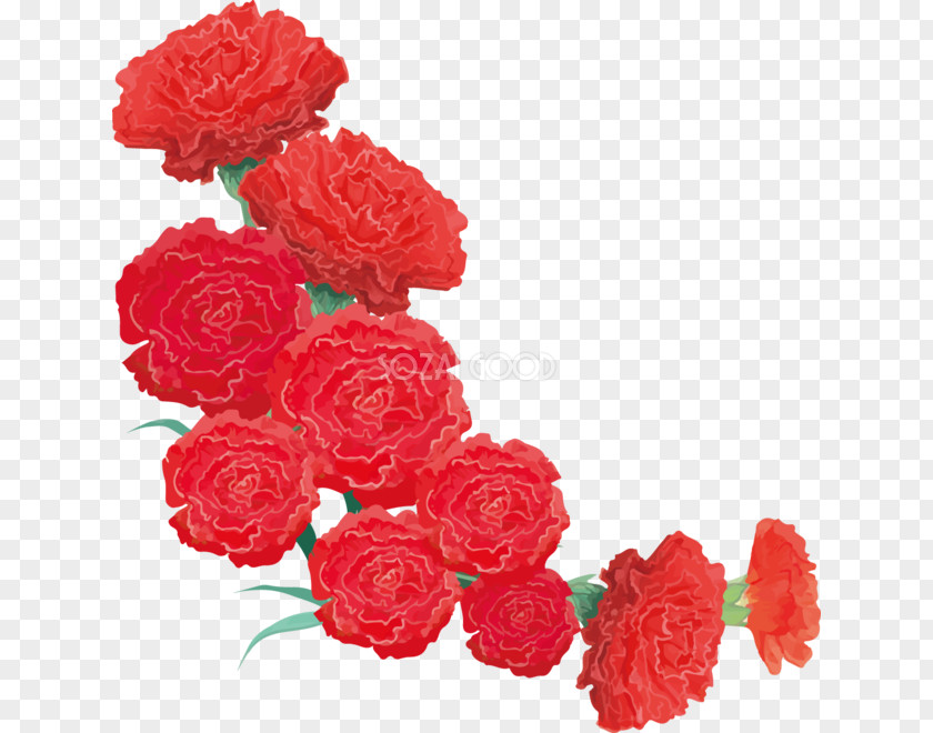 Carnations Vector Carnation Garden Roses Cut Flowers PNG