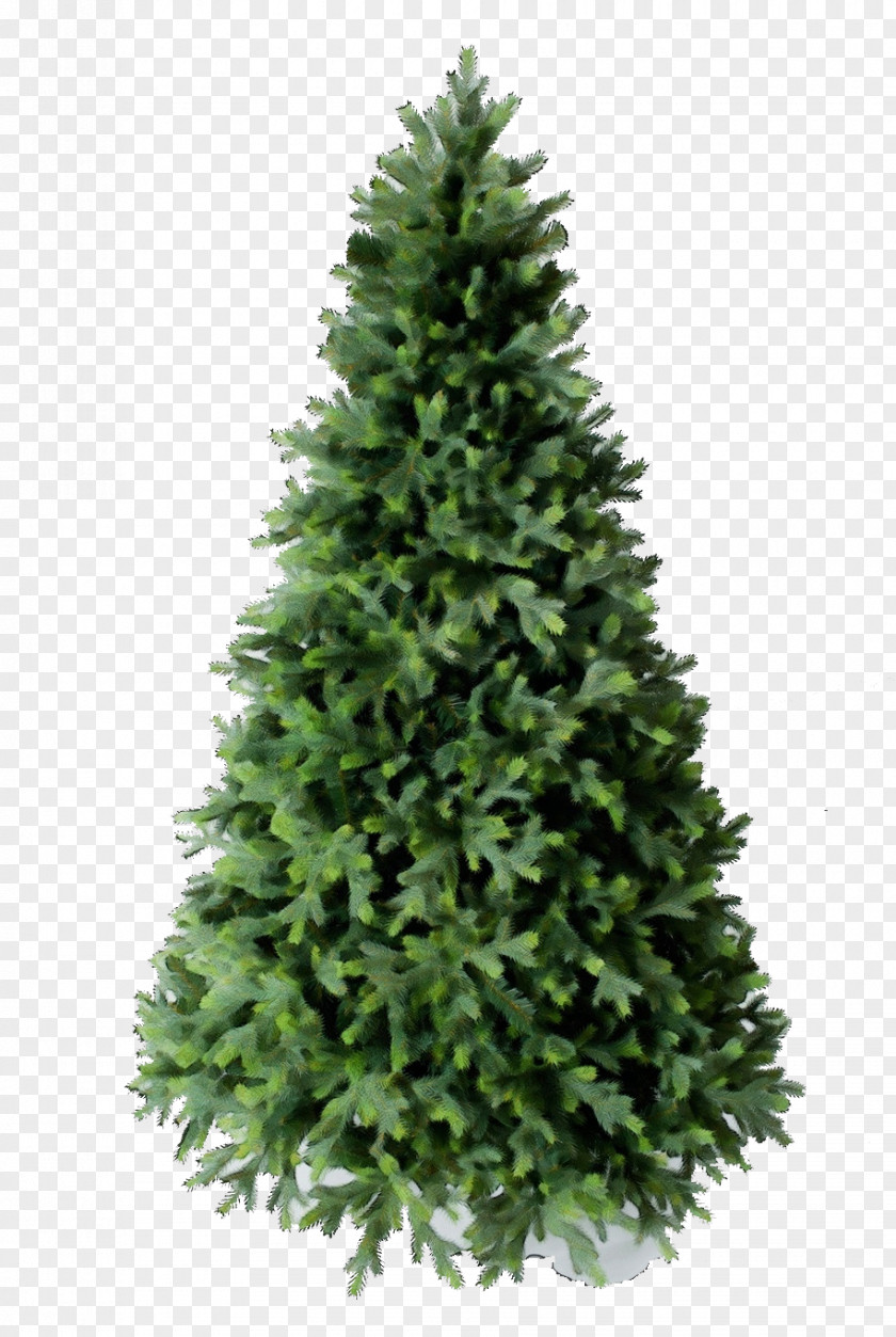 Christmas Tree Canadian Fir PNG