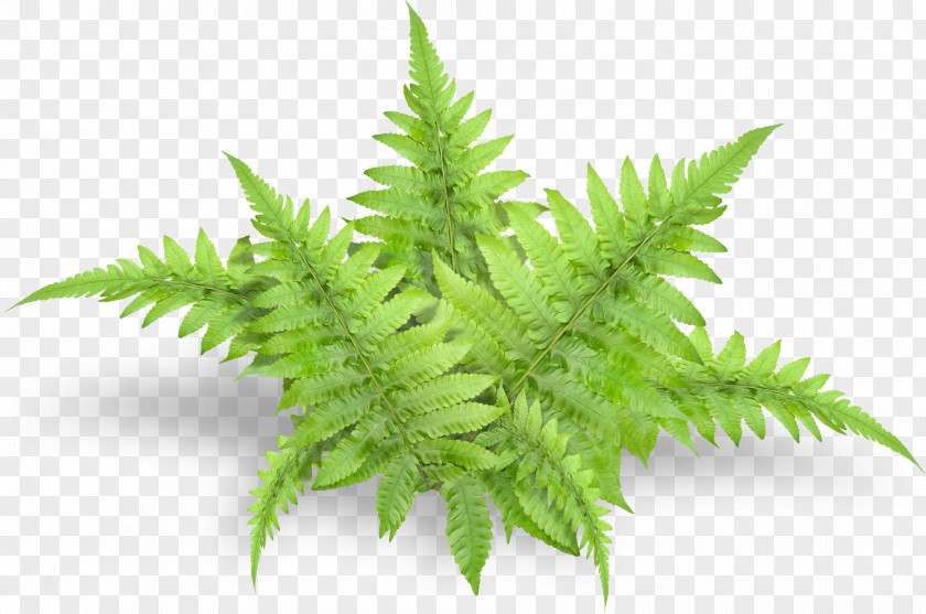 Dill Apiaceae Terrestrial Plant Content Hemp PNG