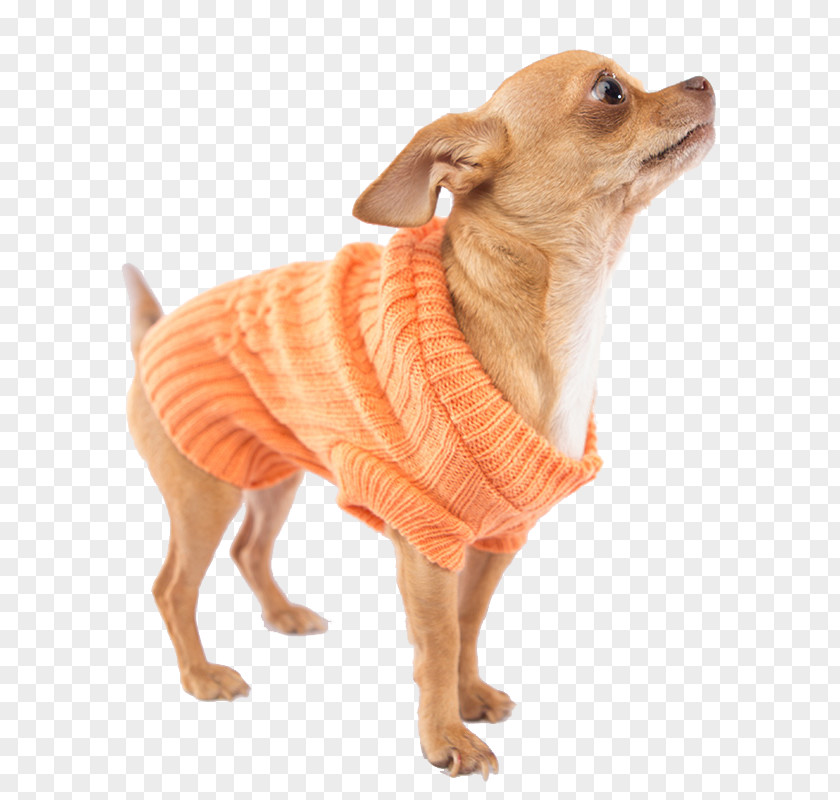Dog Breed Chihuahua Companion Clothes Snout PNG