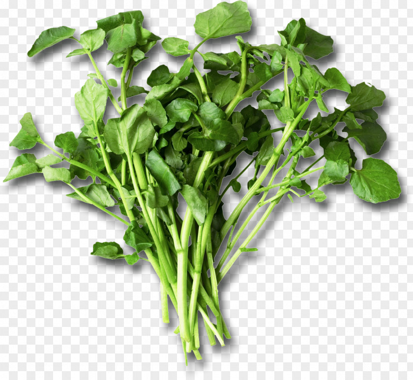 Health Nutrient Leaf Vegetable Watercress Eating Food PNG