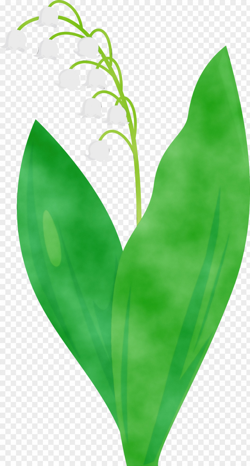 Leaf Green Lily Of The Valley Flower Plant PNG