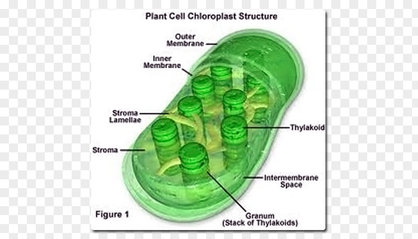 Absorbed Molecule Chlorophyll A Chloroplast Mesophyll Plant Cell PNG