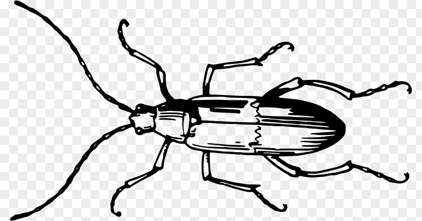 Beetle Clip Art PNG