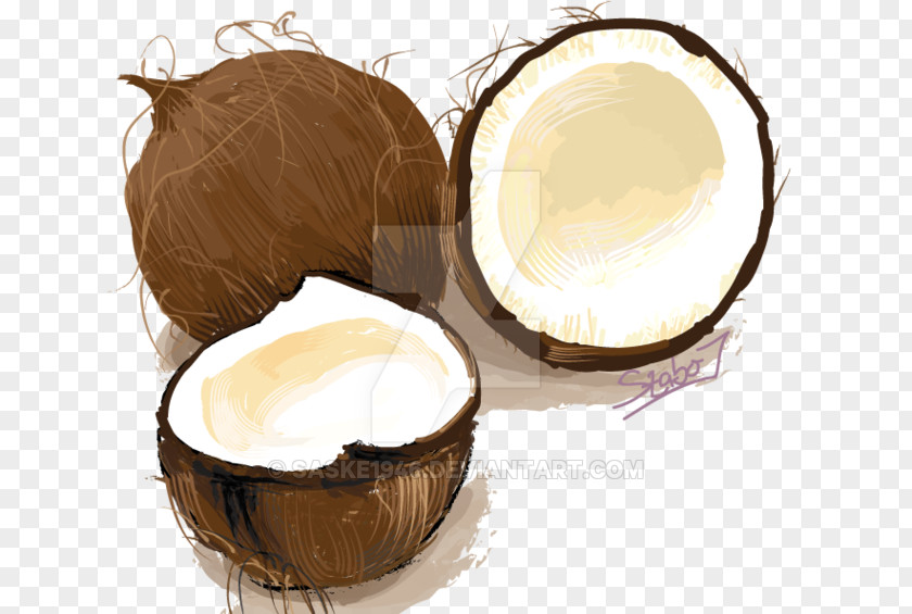 Coconut Drawing DeviantArt PNG
