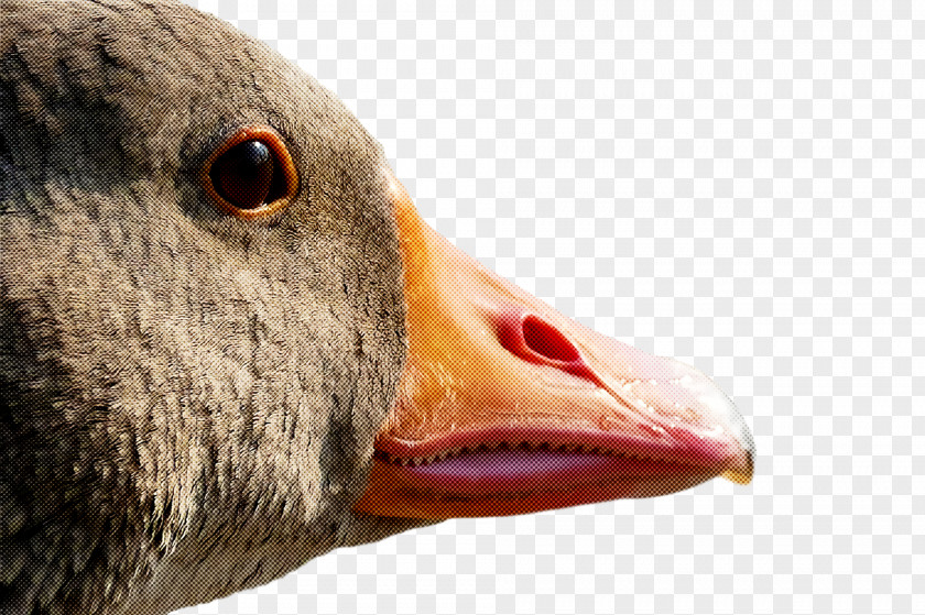 Goose Wild Animal PNG