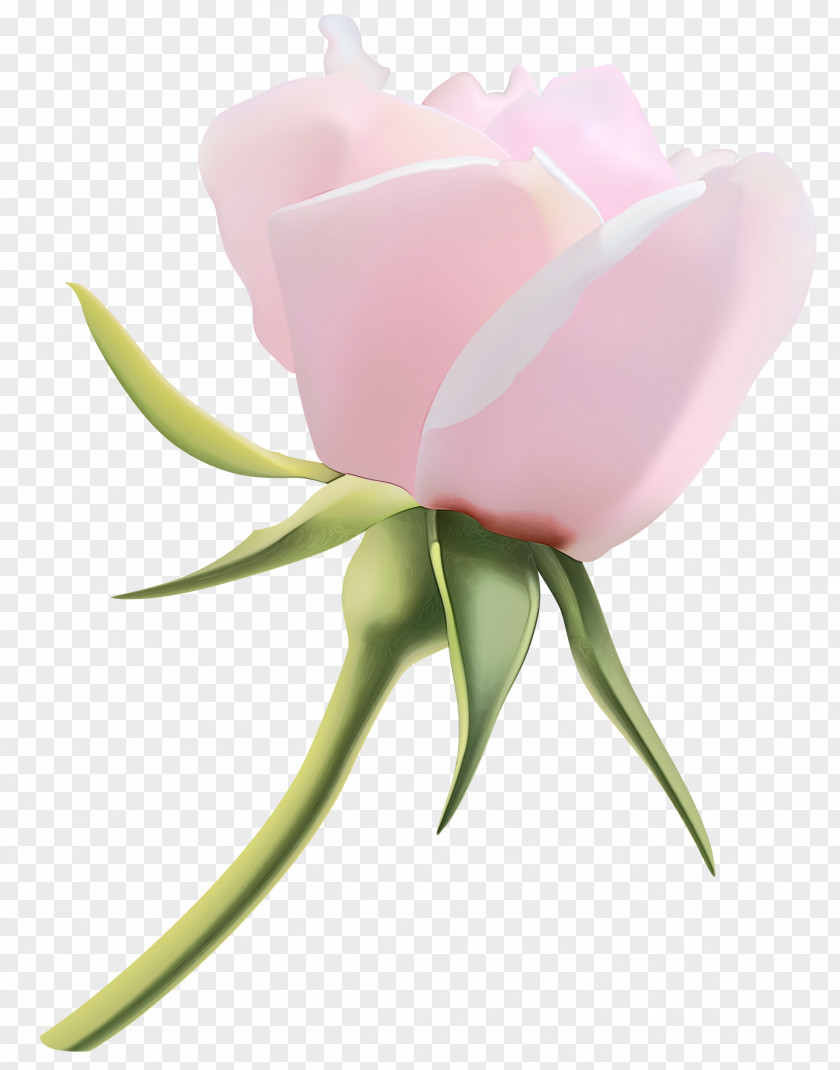 Rose Family Tulip Watercolor Pink Flowers PNG
