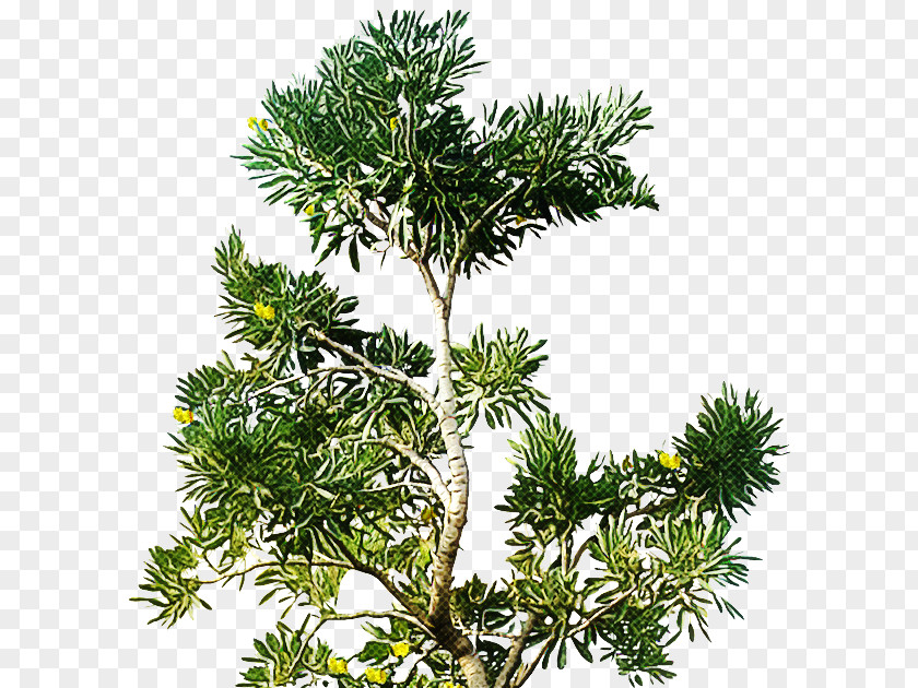 White Pine Yellow Fir Tree Jack Balsam PNG