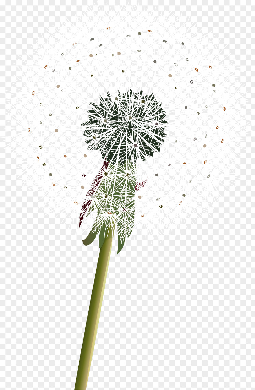 Dandelion Common Plant Clip Art PNG