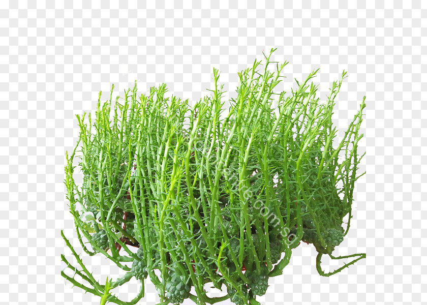 Euphorbia Tirucalli Succulent Plant Grasses Noah Garden Centre PNG