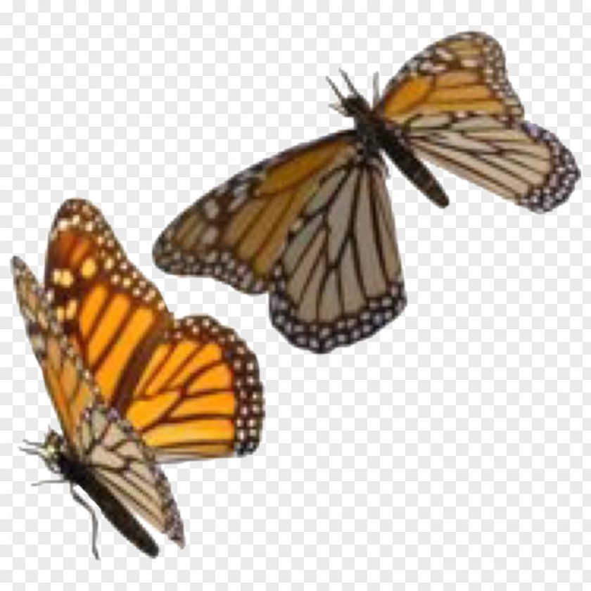 Insect Monarch Butterfly Clip Art Transparency PNG