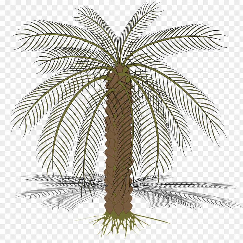Coconut Babassu Arecaceae PNG