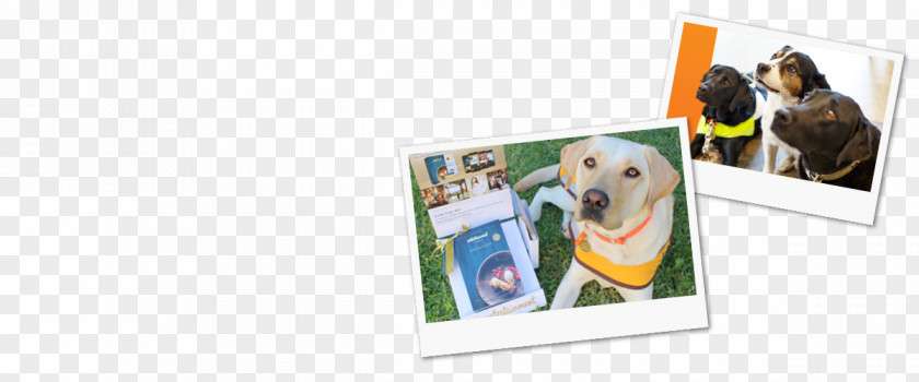 Dog Photographic Paper Picture Frames PNG