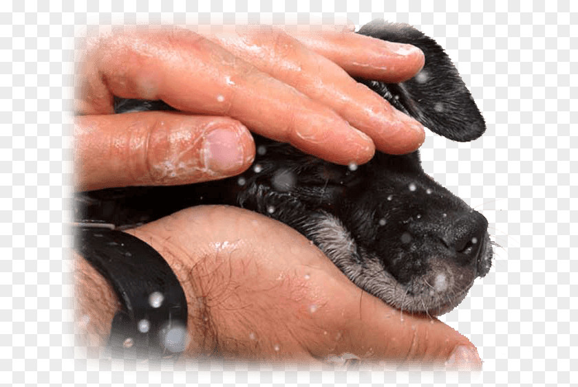 Puppy Dog Nail Paw Snout PNG