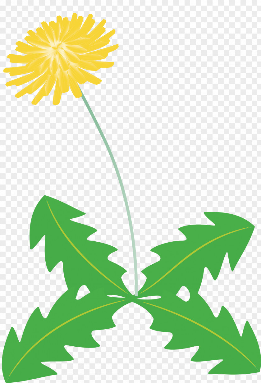 Dandelion Flower PNG