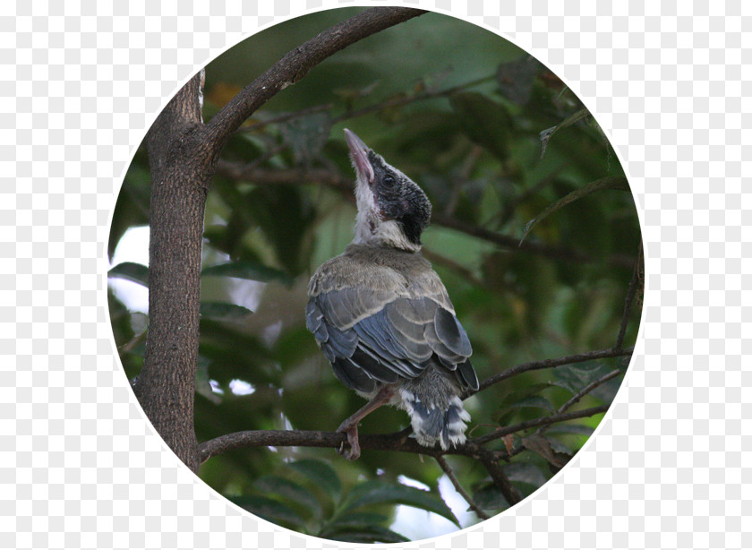 Feather Blue Jay Beak PNG