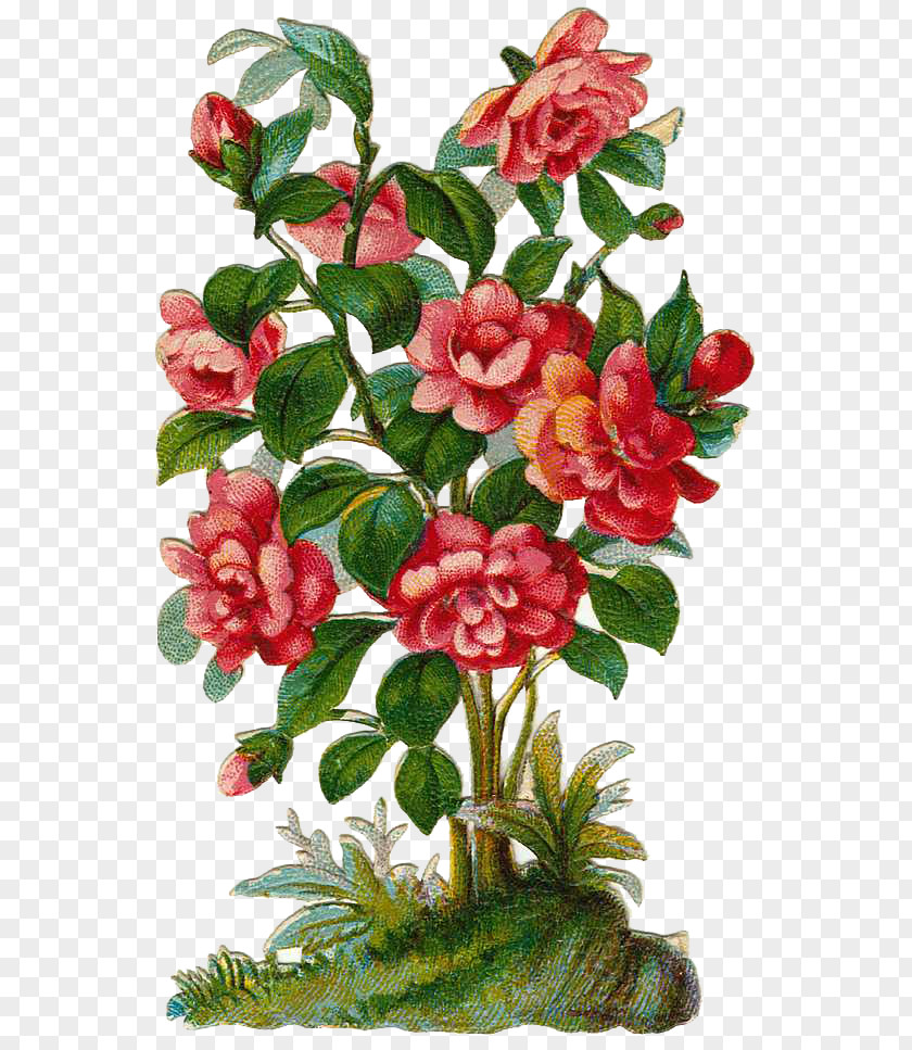 Graphics Of Roses Rose Shrub Plant Clip Art PNG