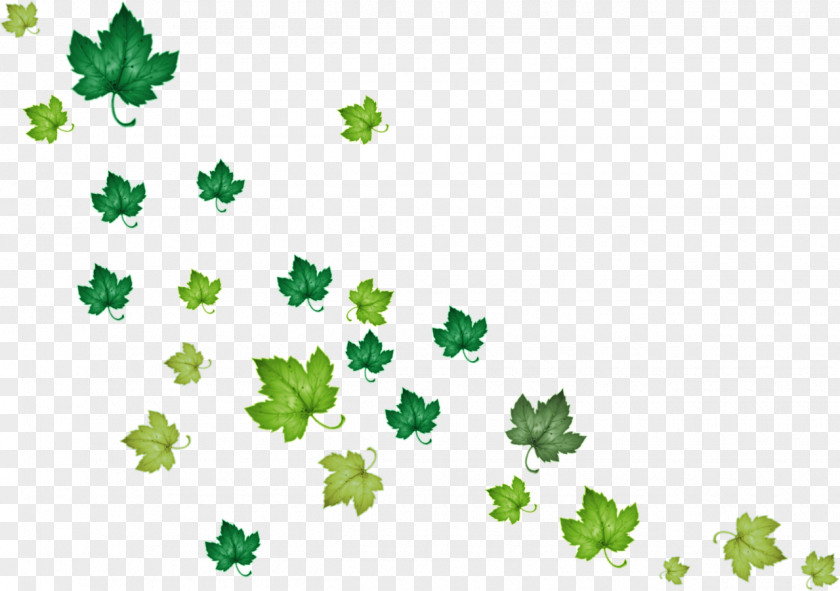 Green Ivy Leaf Raster Graphics Clip Art PNG