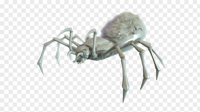 Insect K2 Decapoda Arachnid Anthony McPartlin PNG