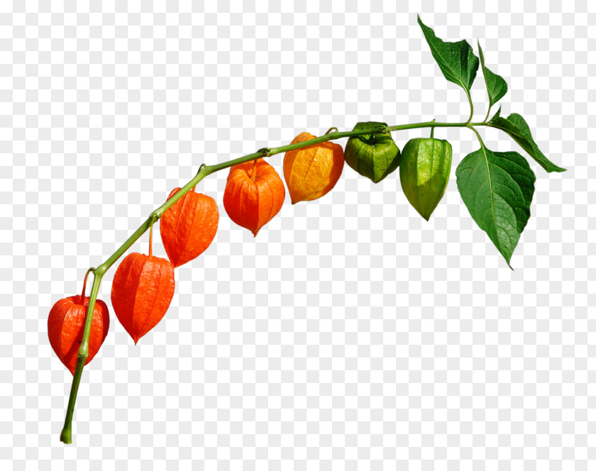 Leaf Peruvian Groundcherry Chili Pepper Chinese Lantern Clip Art PNG