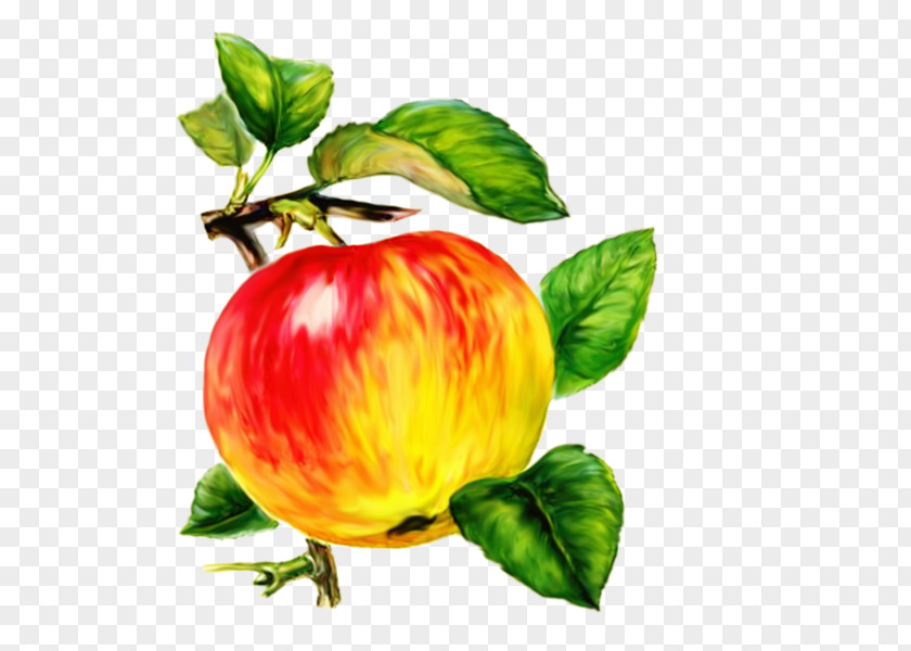Painted Apple Apples Auglis Presentation Pome Fruit PNG
