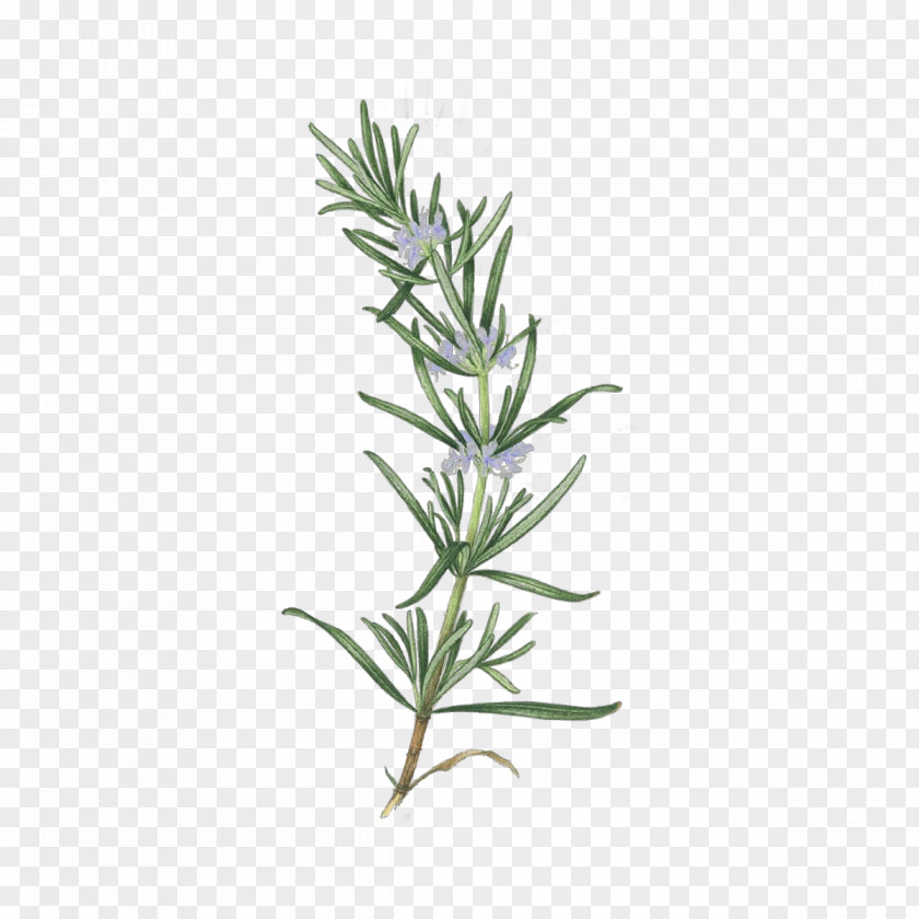 Plant Stem Herb Rosemary PNG