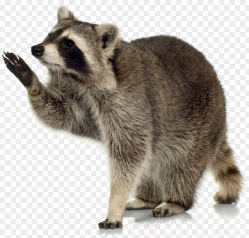 Raccoon YouTube Mordecai Rigby Character Cartoon Network PNG