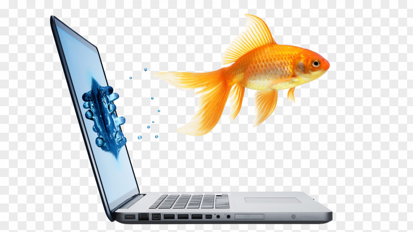 April Fool's Day Humour Fish PNG