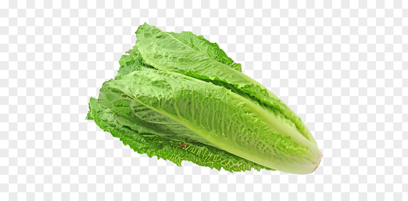 E Coli Bacterial Outbreak Romaine Lettuce Centers For Disease Control And Prevention CDC Food PNG